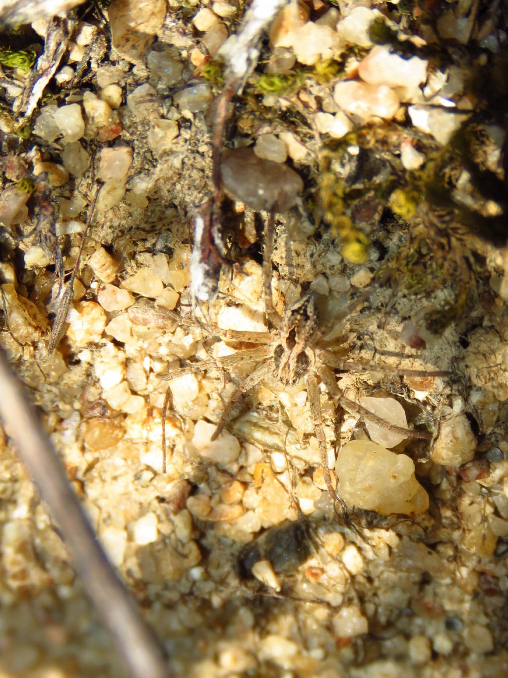 Thanatus sp. - Vila Velha de Rdo  (Portogallo)